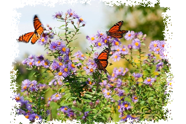 Birla Mrida Boisar Green